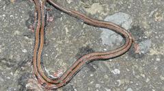 Sinomicrurus sauteri