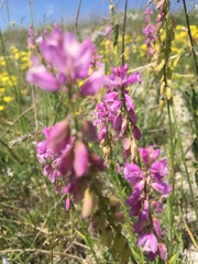 Polygala cretacea