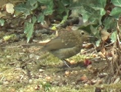 Erithacus rubecula
