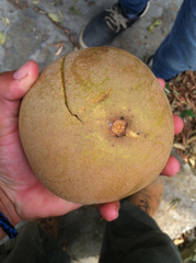 Sapotaceae