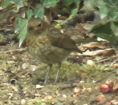 Erithacus rubecula