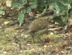 Erithacus rubecula