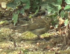 Erithacus rubecula