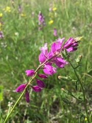 Polygala cretacea