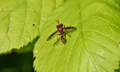 Physocephala burgessi