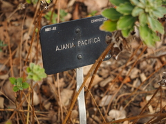 Ajania pacifica