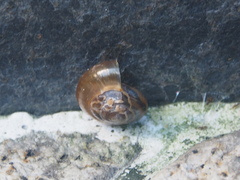 Macrochlamys nitidissima