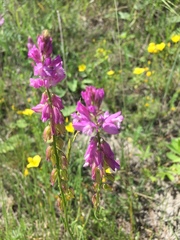 Polygala cretacea