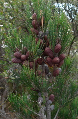 Allocasuarina zephyrea