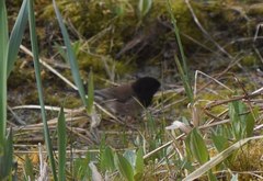 Junco hyemalis oreganus