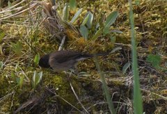 Junco hyemalis oreganus