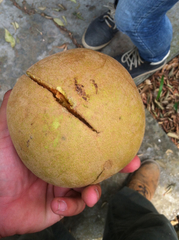 Sapotaceae