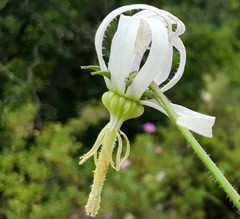 Michauxia campanuloides