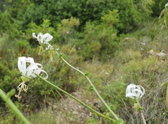 Michauxia campanuloides