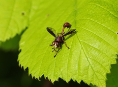 Physocephala burgessi