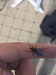 Bibio pomonae
