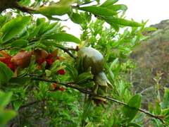 Punica granatum image