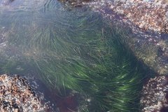 Phyllospadix serrulatus