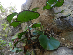 Adiantum reniforme reniforme