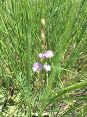 Astragalus austriacus