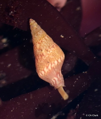 Mitrella tuberosa