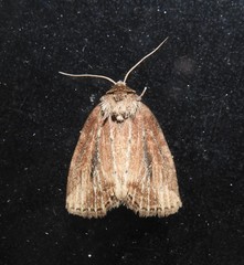 Photedes panatela
