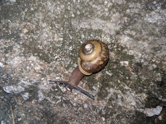 Appalachina chilhoweensis