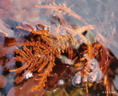 Neoptilota densa