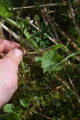 Cardamine umbellata