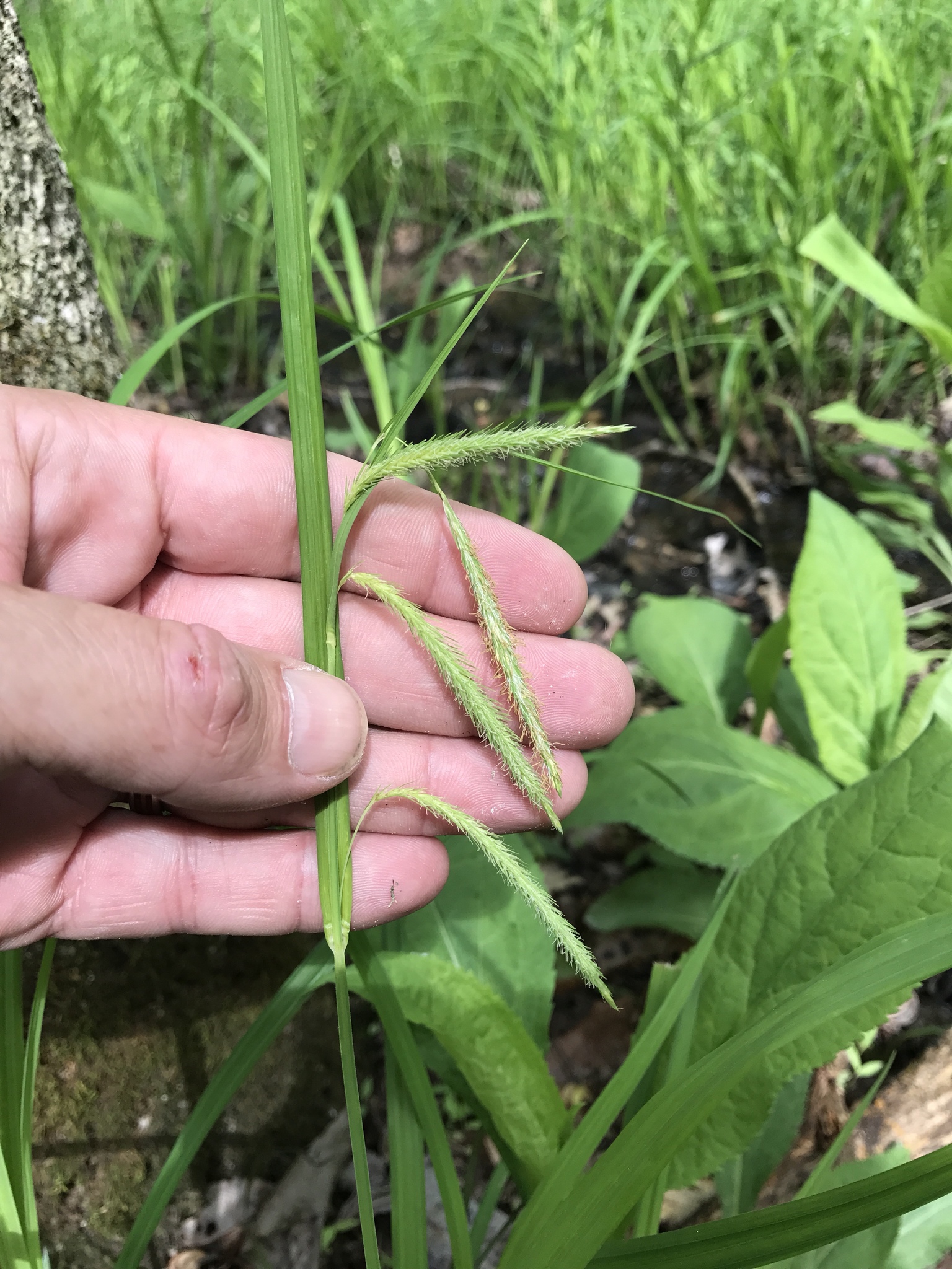 Carex crinita var. brevicrinis