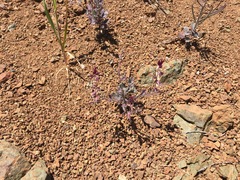 Streptanthus hispidus