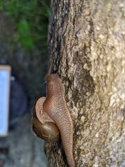 Appalachina chilhoweensis