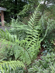 Matteuccia struthiopteris