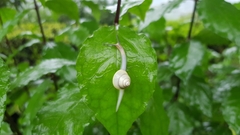 Satsuma