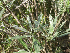 Convolvulus floridus