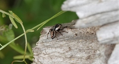 Evarcha proszynskii