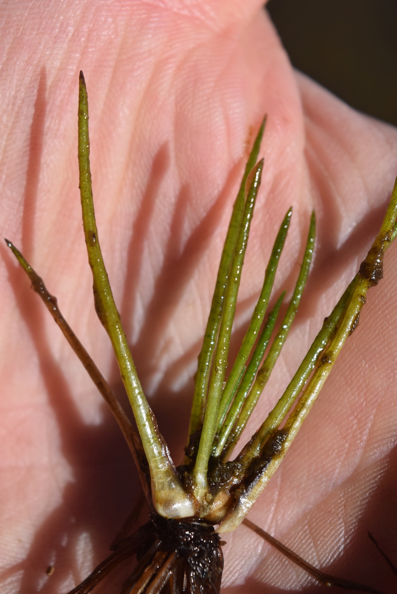Isoetes maritima