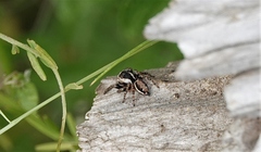 Evarcha proszynskii