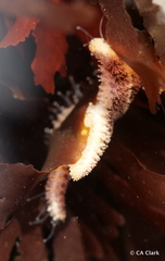 Leptasterias pusilla