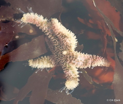 Leptasterias pusilla