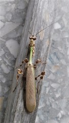 Vates pectinata