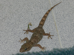 Tarentola boettgeri boettgeri