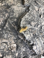Pygarctia