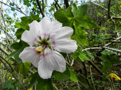 Malva acerifolia