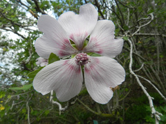Malva acerifolia