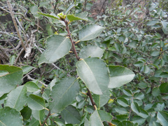 Rhamnus crenulata