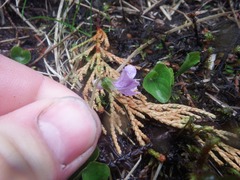 Viola langsdorffii