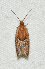 Ancylis comptana