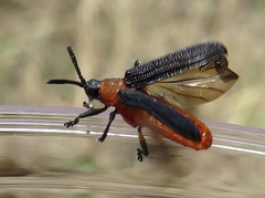 Chalepus bicolor