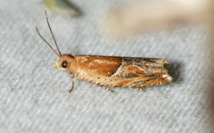 Ancylis comptana